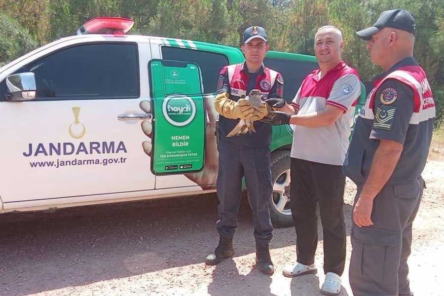 Bursa’da yaralı şahine jandarmadan şefkat eli