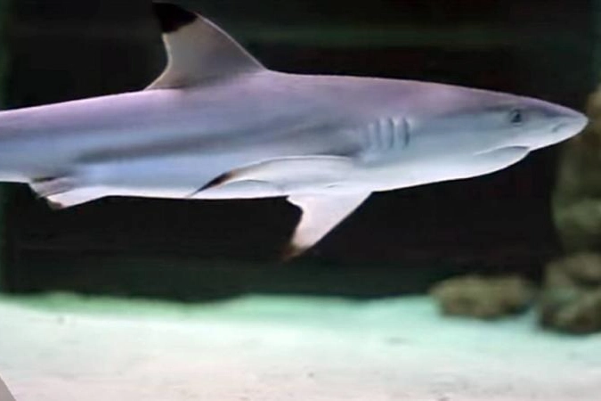 Mısır'da köpek balığı saldırısı: 1 ölü, 1 yaralı