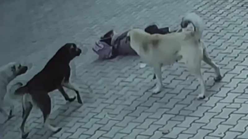10 yaşındaki çocuk dehşeti yaşadı; Köpekler saldırdı...