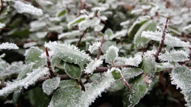 Bursa Valiliği çiftçileri bizzat uyardı!