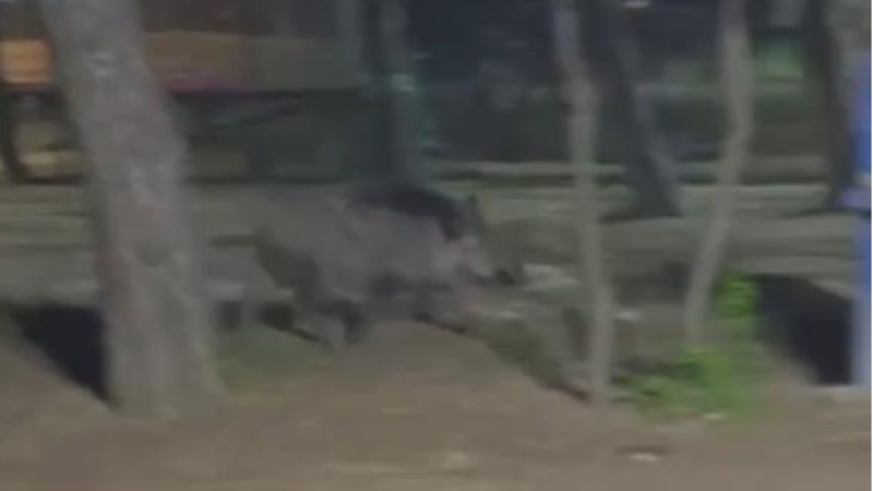 Bursa'da acıkan yaban domuzu mesire alanına indi