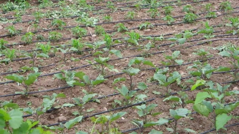 Bursa'dan tarımsal sulama için sorular!