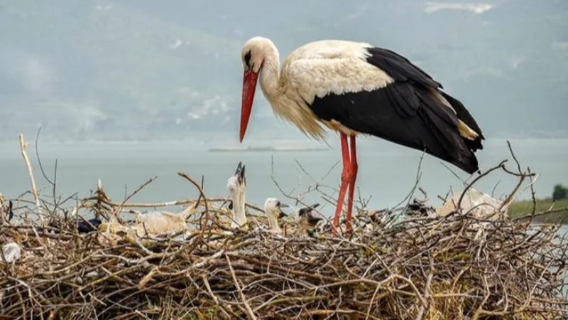 İşte Dünya'nın en güzel fotoğrafı; Yaren Leylek çok mutlu...
