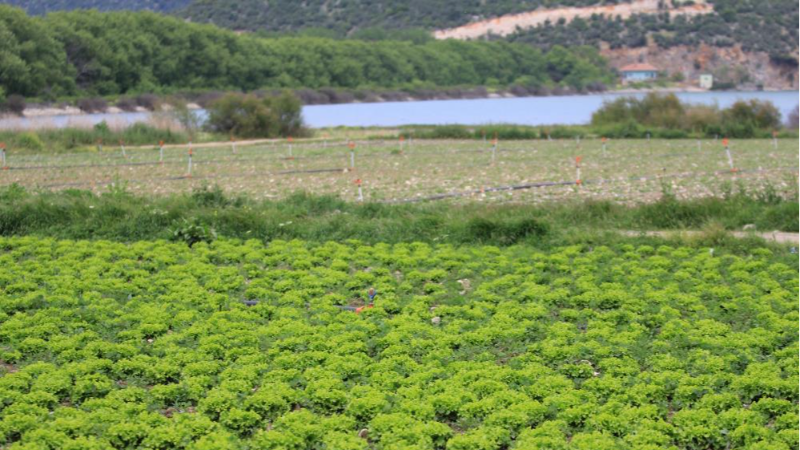 Bursa'da göl havzasındaki "yasa dışı" tarıma ilişkin DSİ'den açıklama