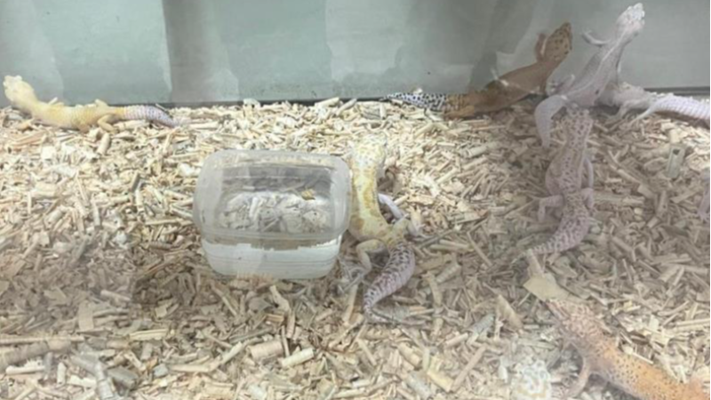 Bursa’da egzotik hayvan operasyonu; Gaziantep'e gönderildiler...