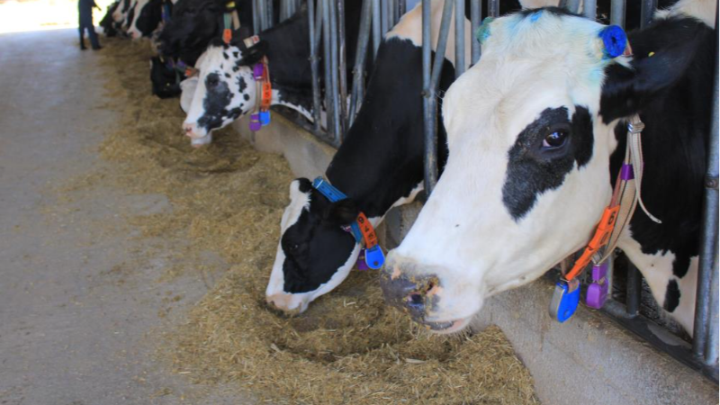 Süt üretiminde fazlalık var, Haziran'da değerlendirme yapılacak