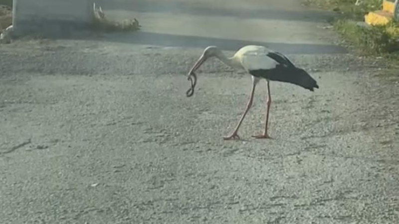 Bursa'da leylek ve kartalın yılan avı