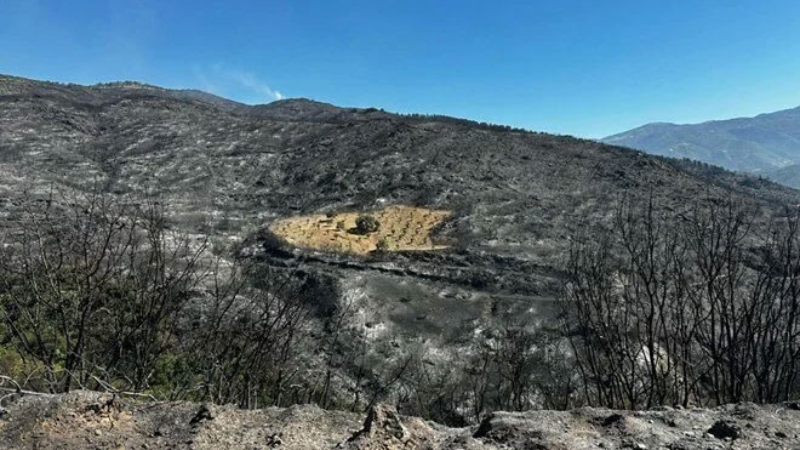 Ödemiş’te şaşırtan görüntü: Sadece o bölge yanmadı!