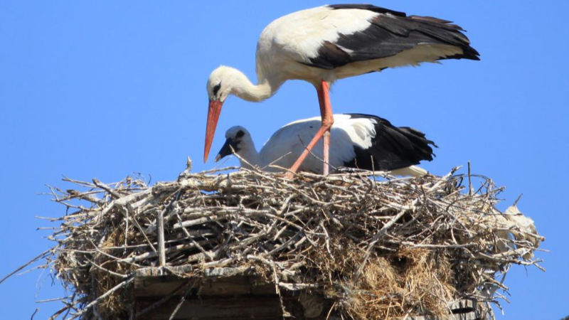Bursa Uluabat Gölü kıyısındaki bu köyde iki haneye bir leylek düşüyor