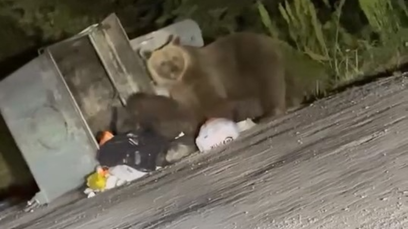 Uludağ'da aç kalan ayılar Sarıalan bölgesine indi