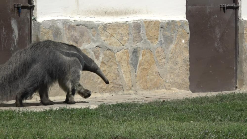 Türkiye'de sadece Bursa'da var; Dev karıncayiyen...