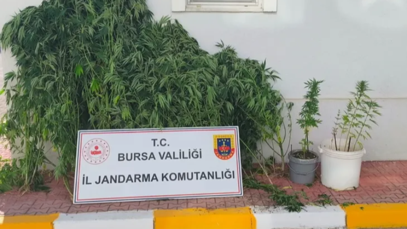 Bursa'da jandarmadan zehir tacirlerine baskın