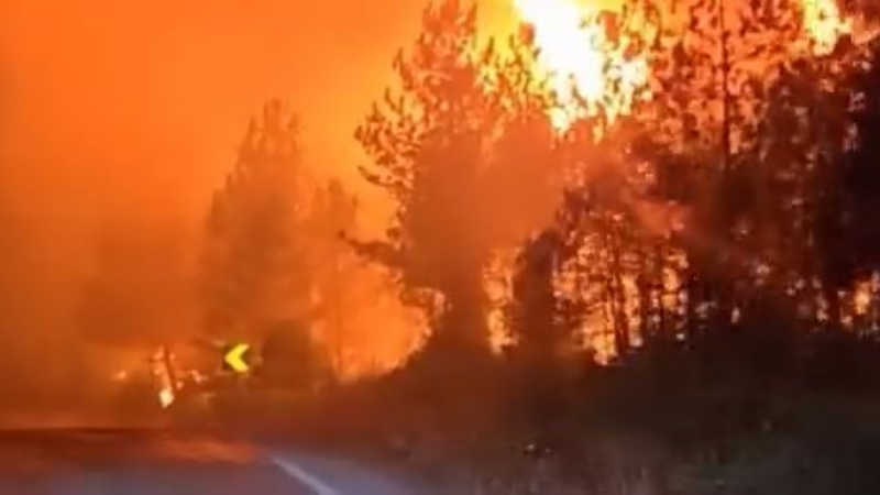 Bursa'da alevler ağaçların boyunu aştı!