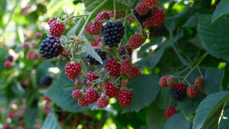 Türkiye'de en kalitelisi Bursa'da!