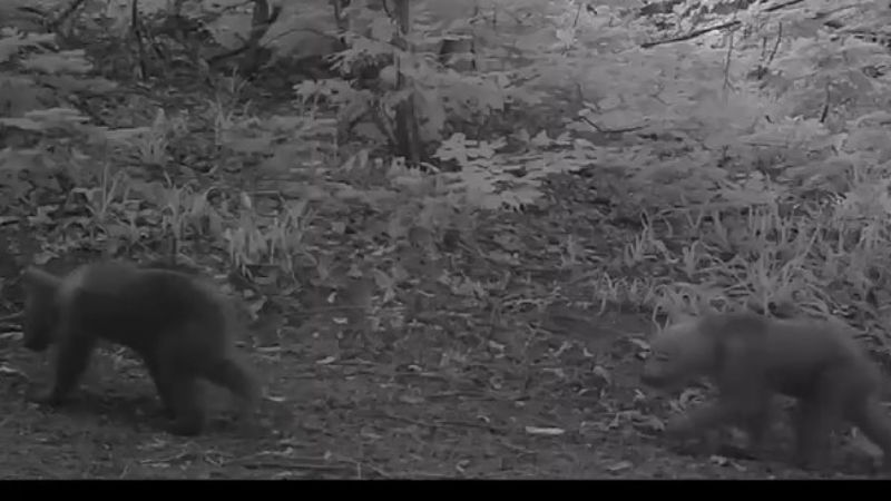 Boz ayı yavruları Bursa'da fotokapana takıldı