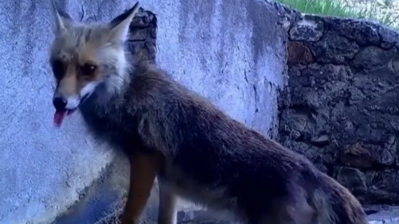 Bursa'da sincap ve tilki fotokapana bakın nasıl yakalandı