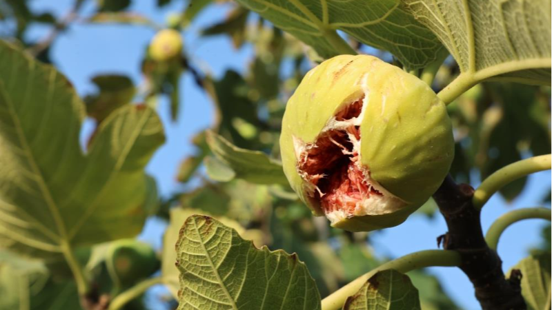 Hey maşallah; Bursa Nilüfer'de incir hasadı başladı!