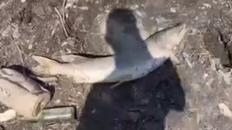 Bursa'da yüzlerce balık kıyıya vurdu