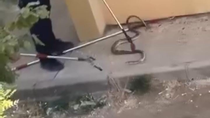 Bursa'da yılan kabusu; 1,5 metre uzunluğunda...