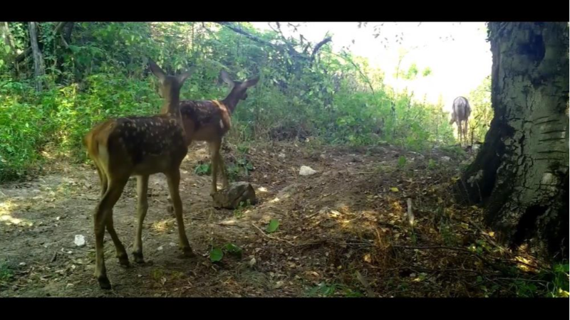 Bursa Uludağ'da kızıl geyikler sonbaharın tadını çıkartıyor!