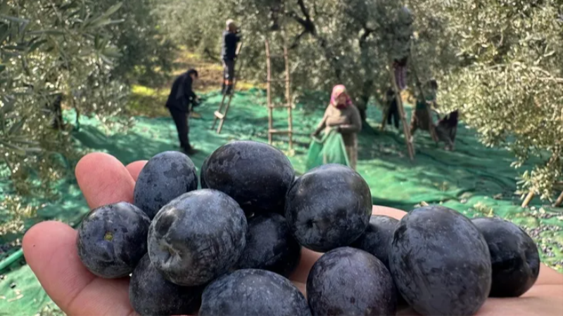 Bu zeytinler Bursa'dan İsviçre'ye gidiyor!