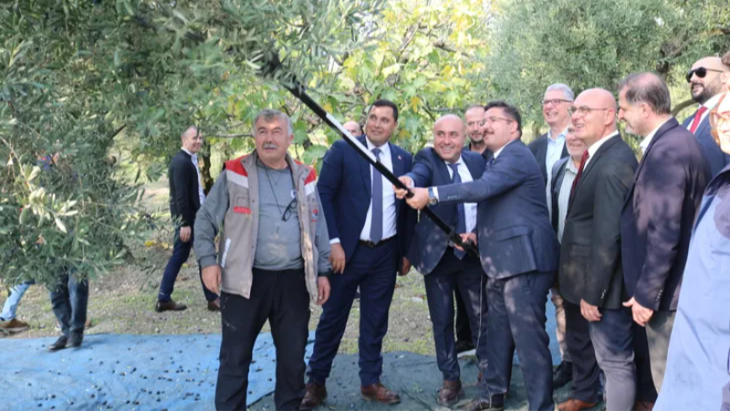 Bursa ve ilçelerinde zeytin hasadı başladı