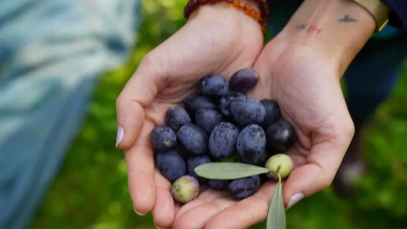 47. Orhangazi Zeytin Festivali başlıyor