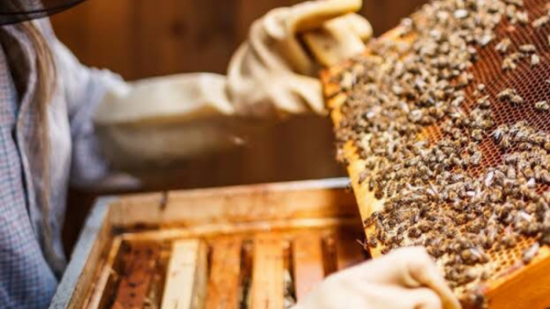 Bursa'da arıcılara güzel haber var!