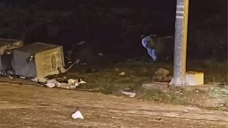 Bursa Uludağ'da bir grup ayı ortalığı karıştırdı!