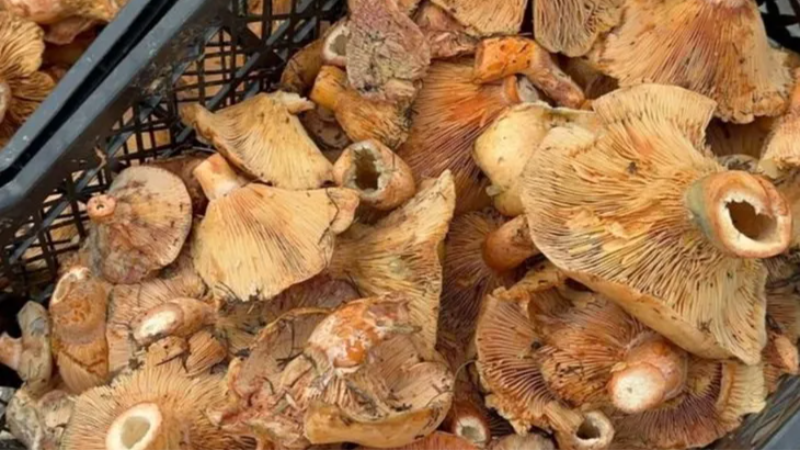 Her derde deva mantar Bursa'da 100 liraya kadar düştü!