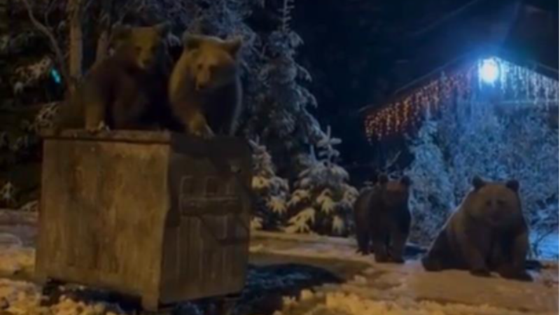 Bursa'da kış uykusuna yatmayan ayılar böyle görüntülendi!