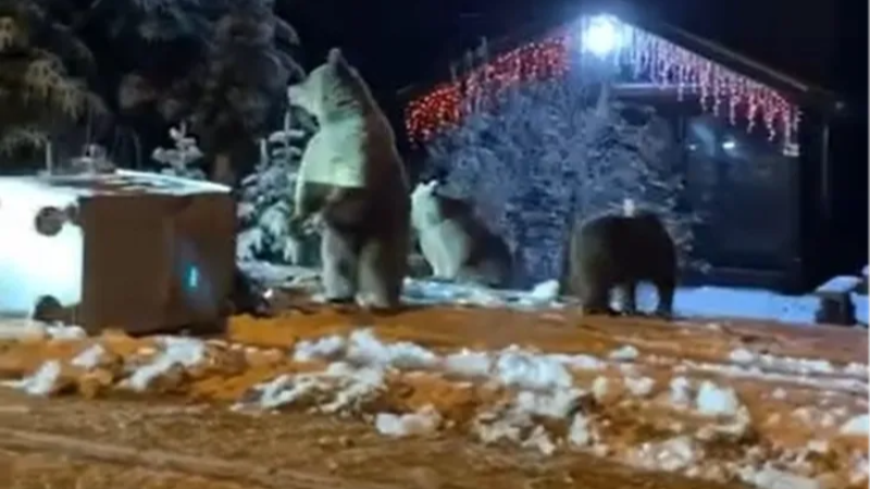 Bursa'da ayılara kar topu attılar tepki çektiler