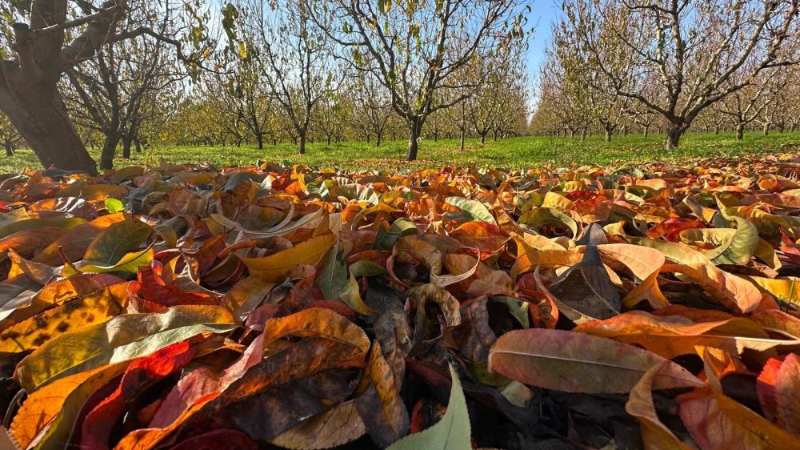 Bursa'da meyve üretiminde kara tablo!