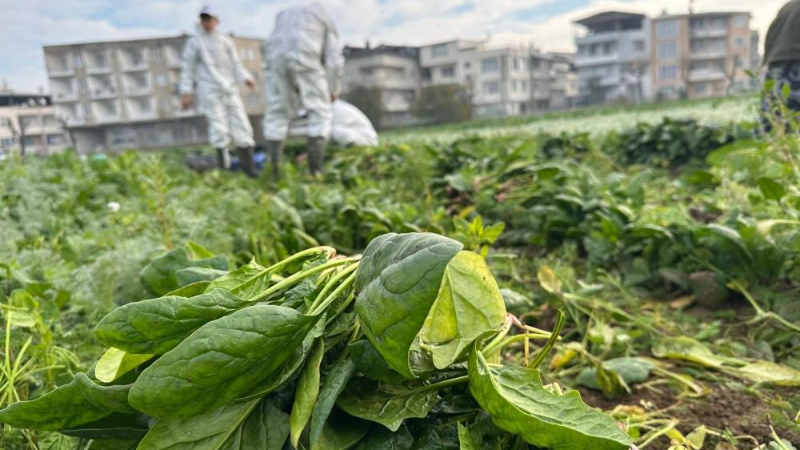 Bursa'da doğal sebzeler Kent Lokantası mutfağına gönderiliyor!