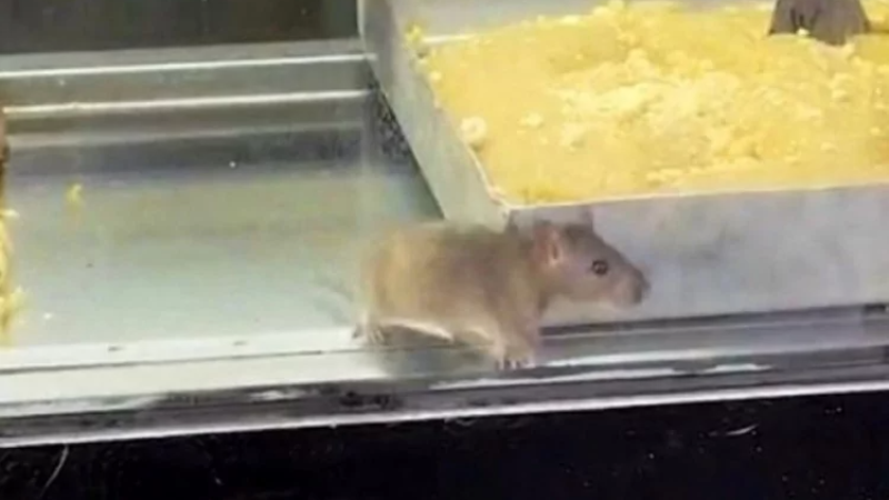 Bu haberi okurken mideniz bulanacak!